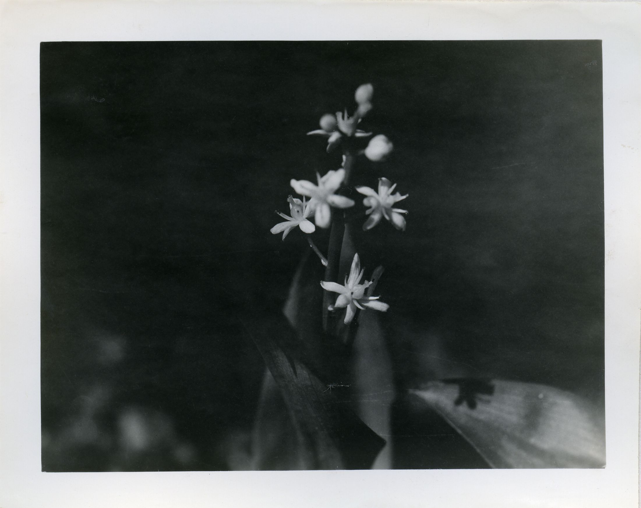 THREE-LEAVED SOLOMON'S PLUME