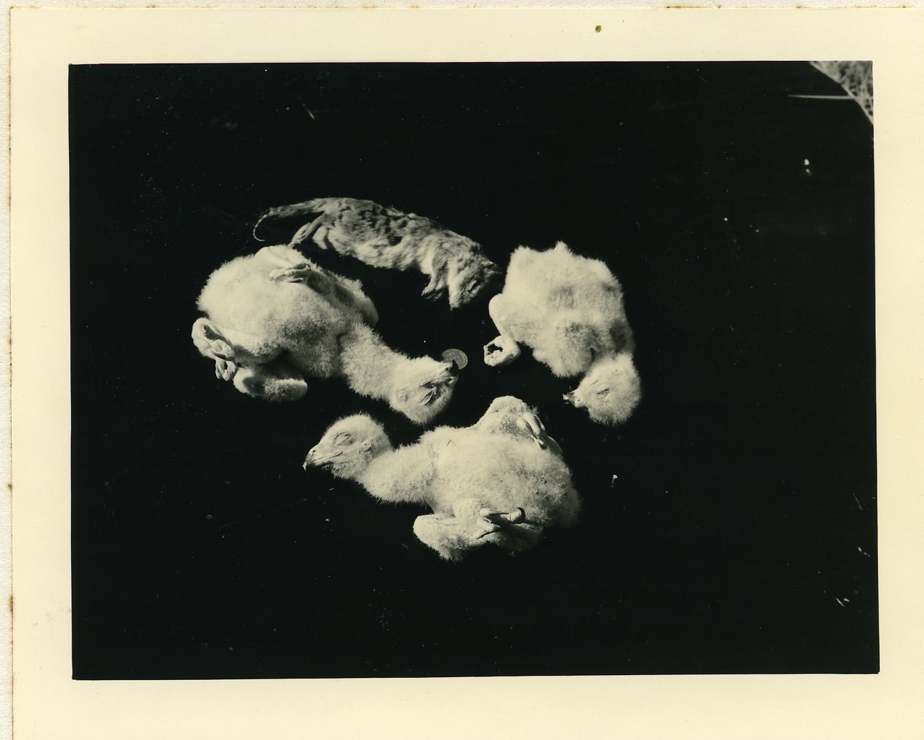 DEAD GOSHAWKS AND CHIPMUNK FOUND IN NEST