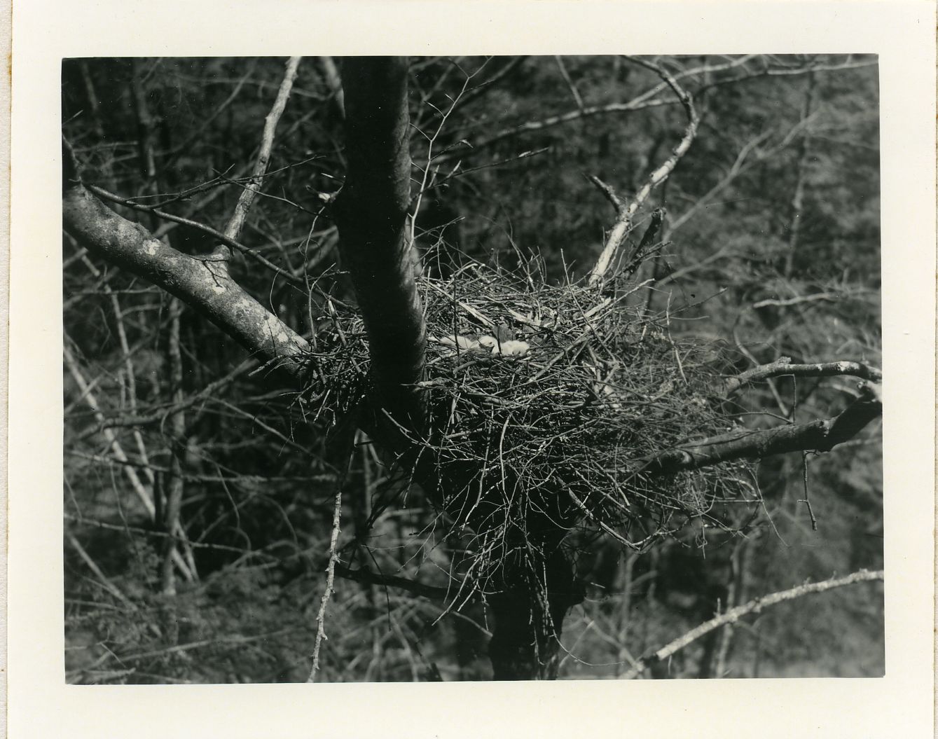 YOUNG GOSHAWKS IN NEST