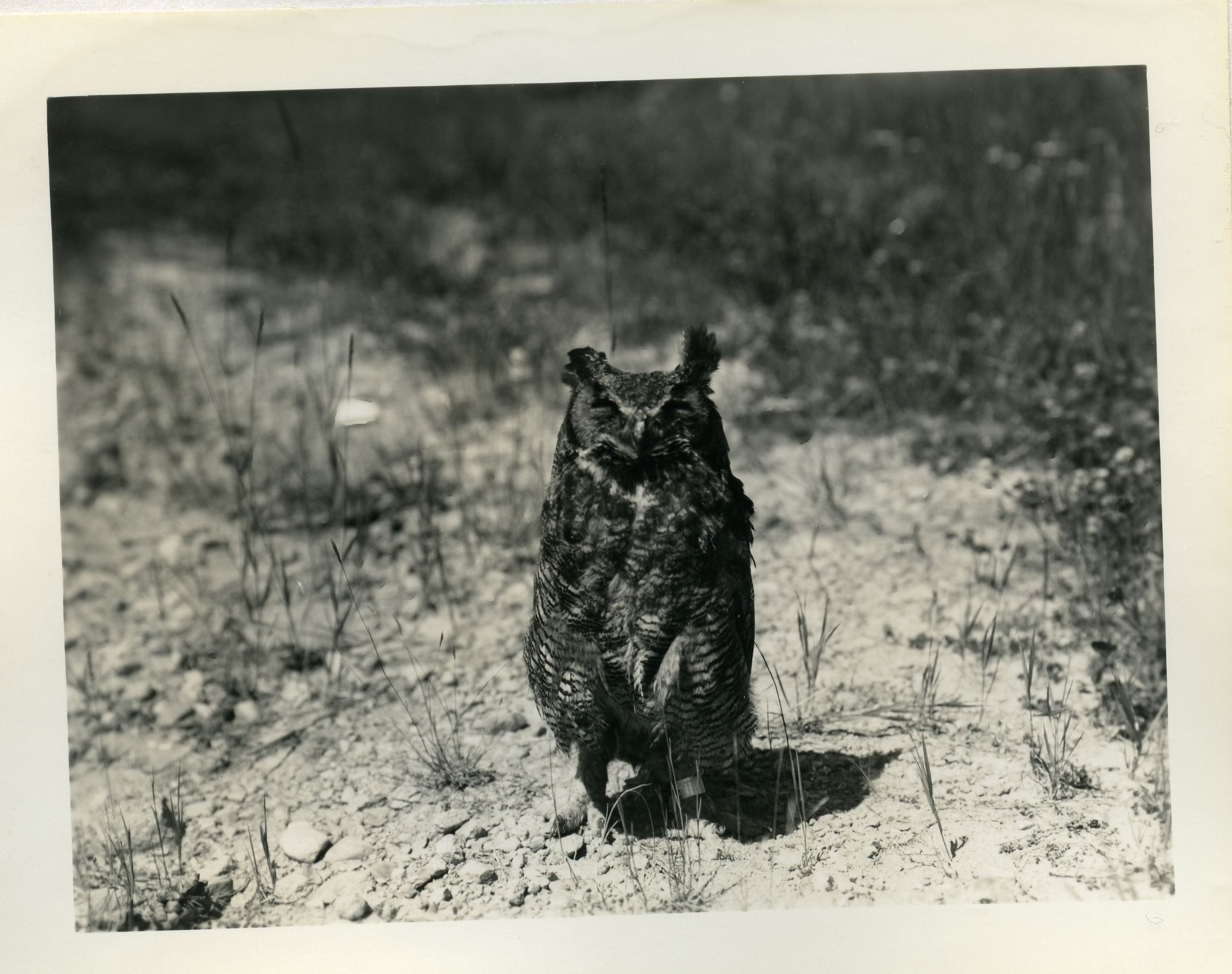 GREAT HORNED OWL (CAPTIVE)