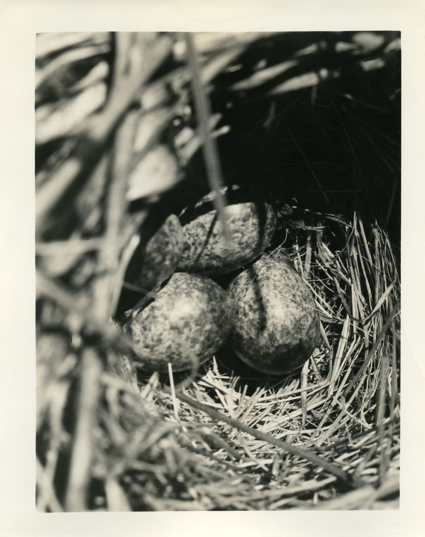 SONG SPARROW'S NEST - 4 EGGS