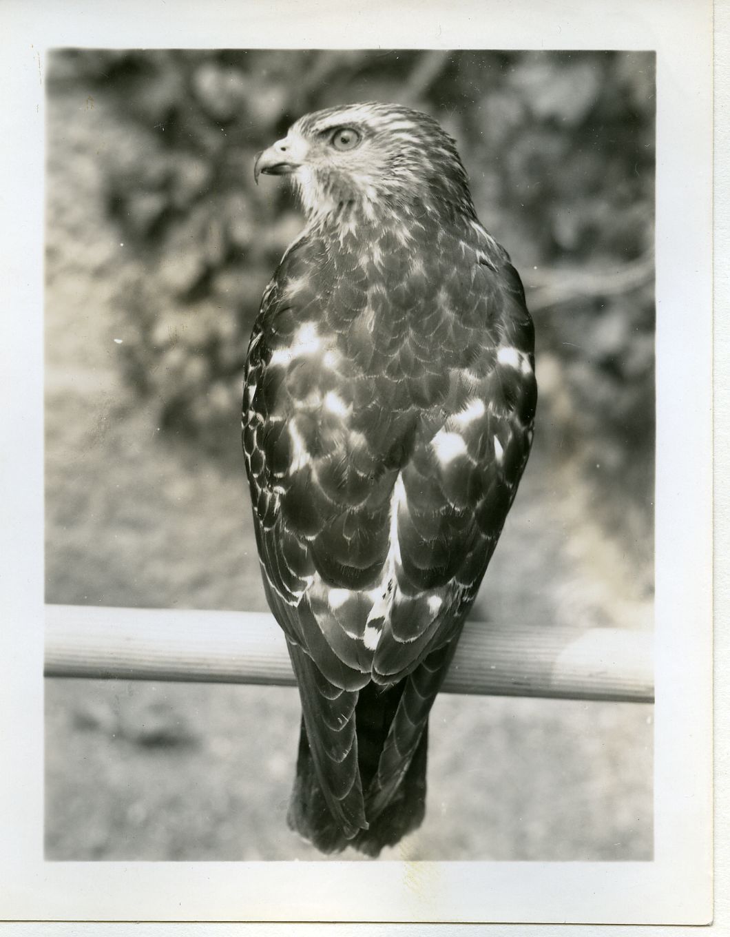 BACK VIEW OF BROADWING HAWK