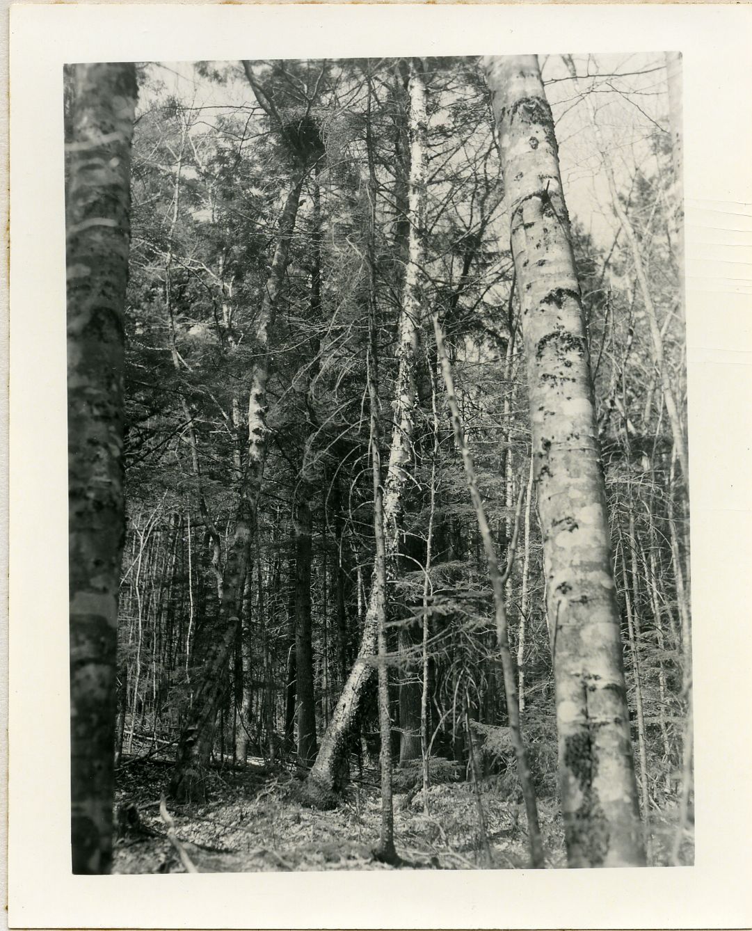 GOSHAWK'S NEST IN BEECH