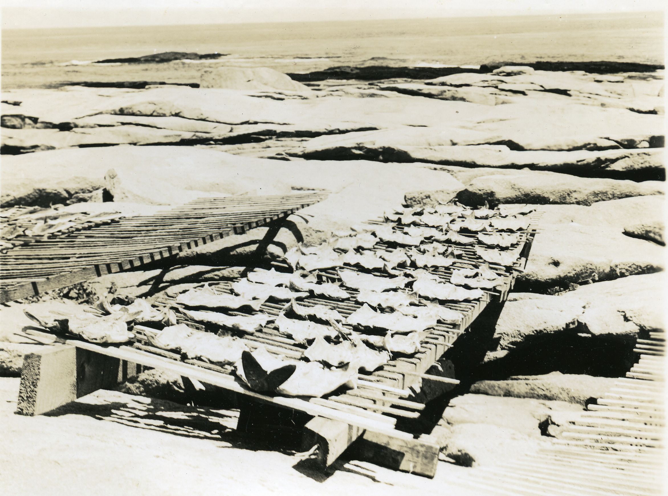 DRYING COD ON MT. DESERT ROCK