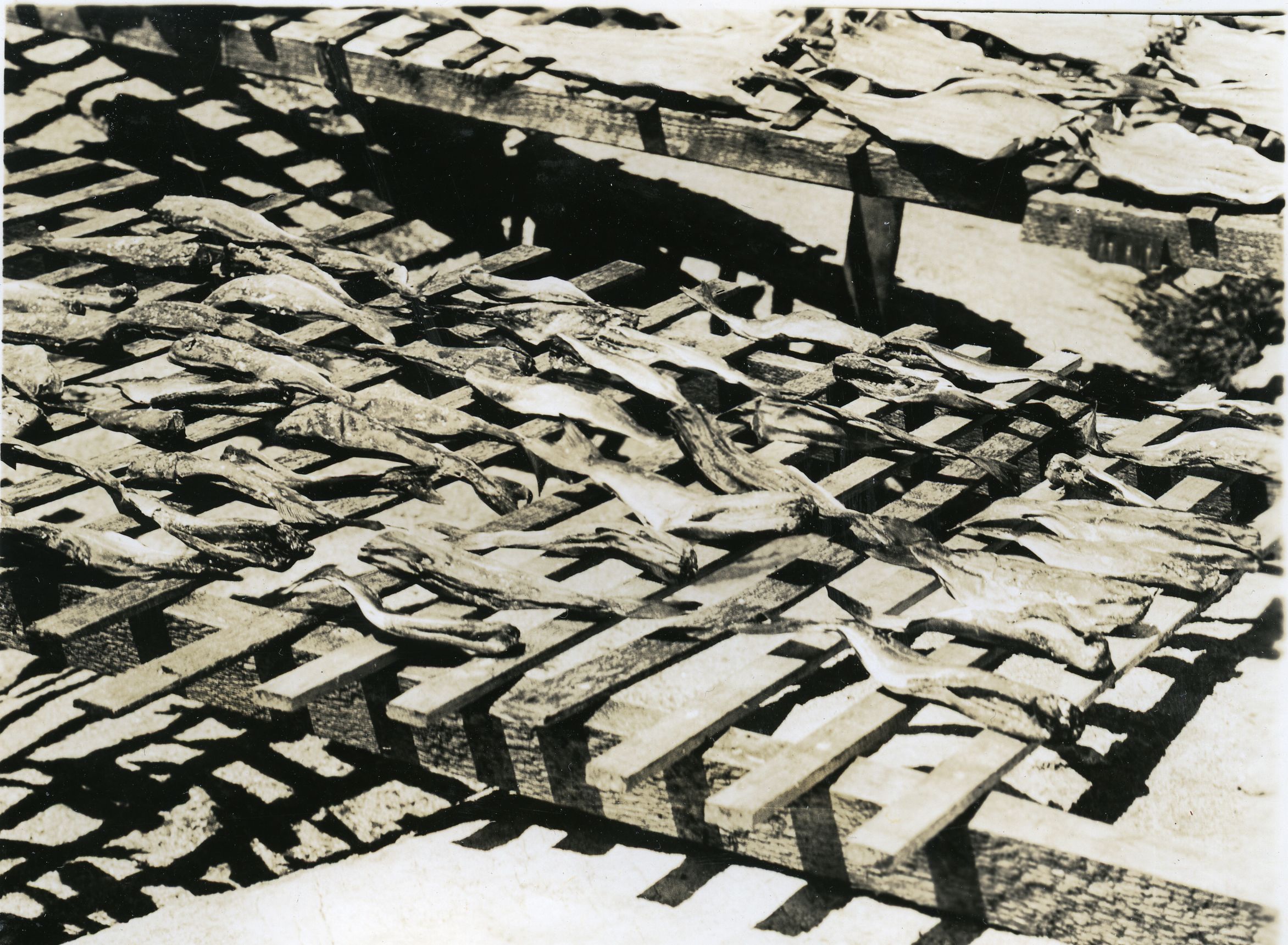 DRYING SMALL FISH ON MT. DESERT ROCK