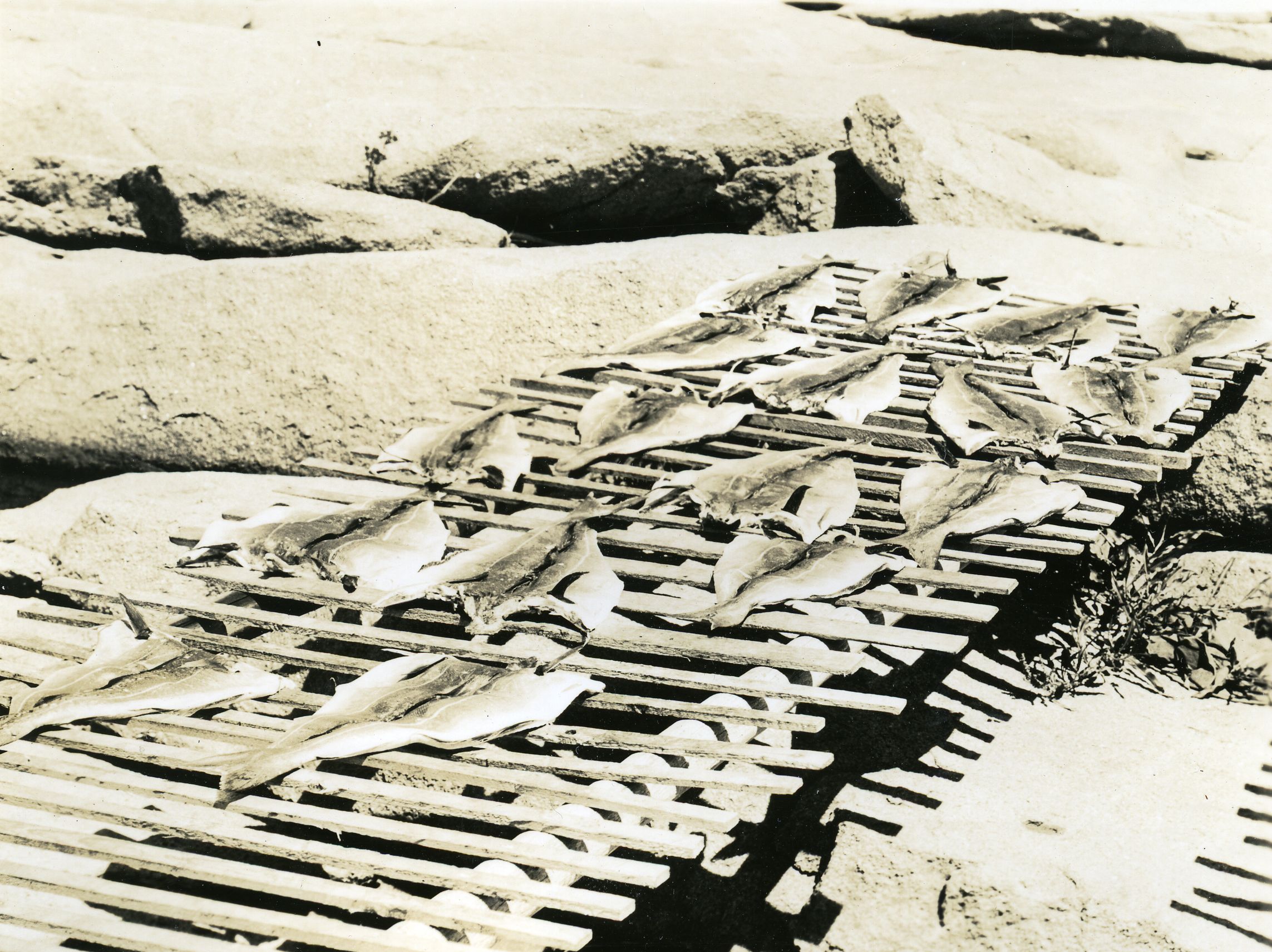 DRYING COD ON MT. DESERT ROCK
