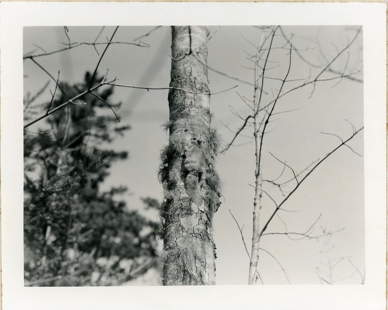 FLYING SQUIRREL ON TREE