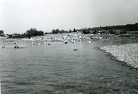 SWIMMING PARTY AT CLARK'S COVE