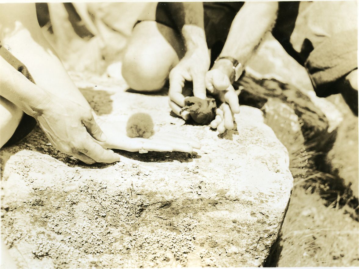 PETERLS - ADULT AND IMMATURE