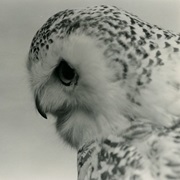 Naturalist Photographs and Negatives