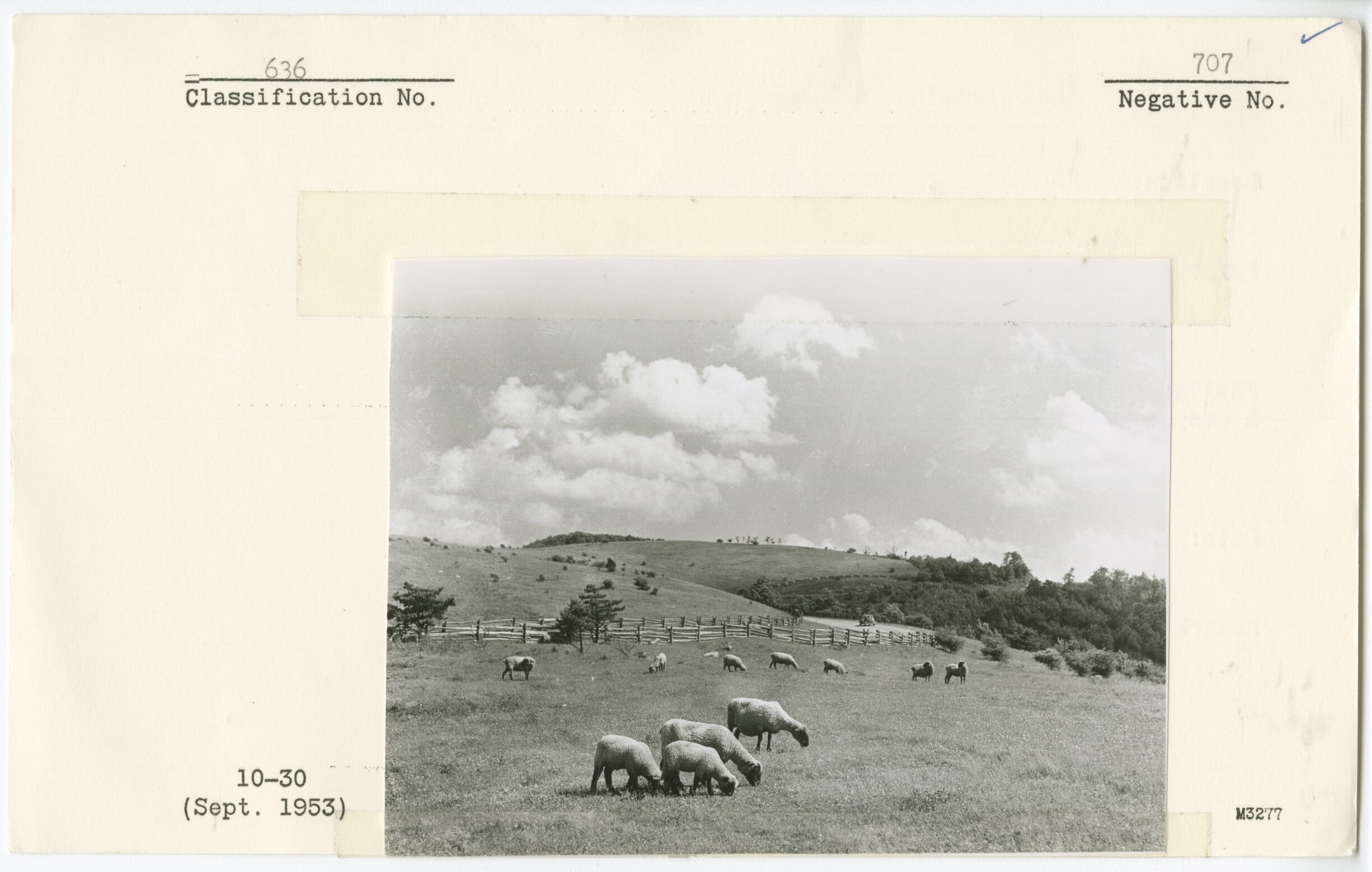 Sheep grazing in Rocky Knob