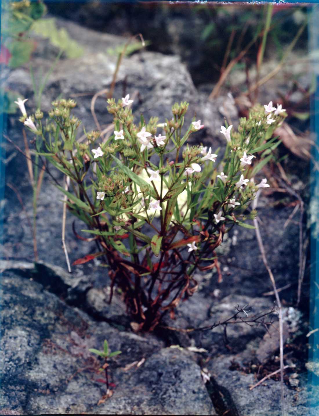 Purple Bluets (Houstonia purpurea)