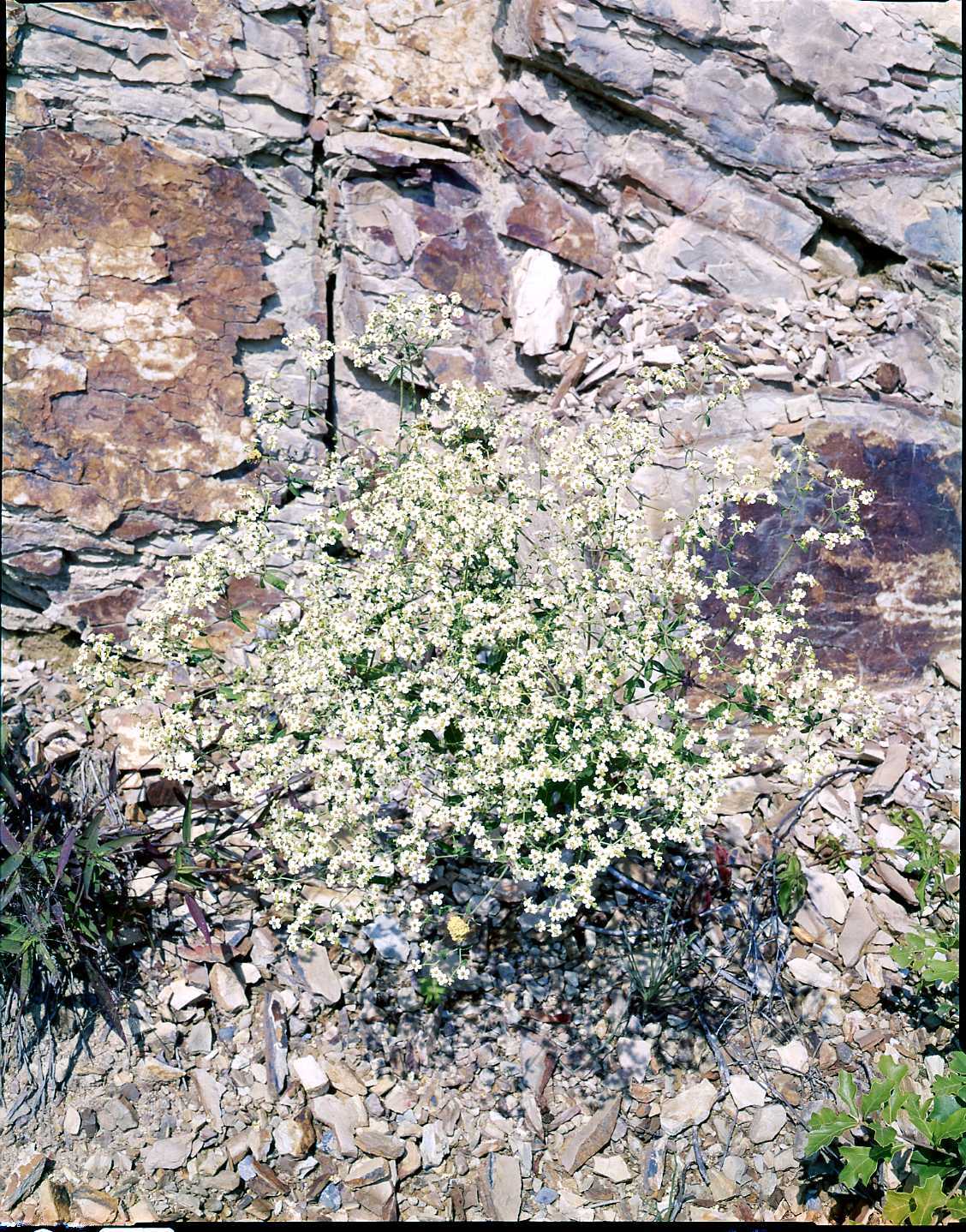 Euphorbia (Euphorbia ziniifloria)