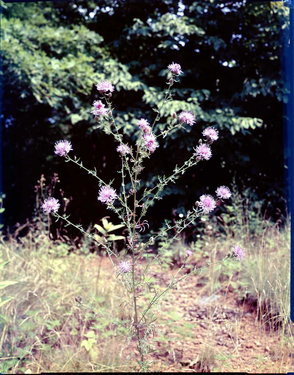 Spotted Centaurea (knapweed) (Centaurea maculosa)