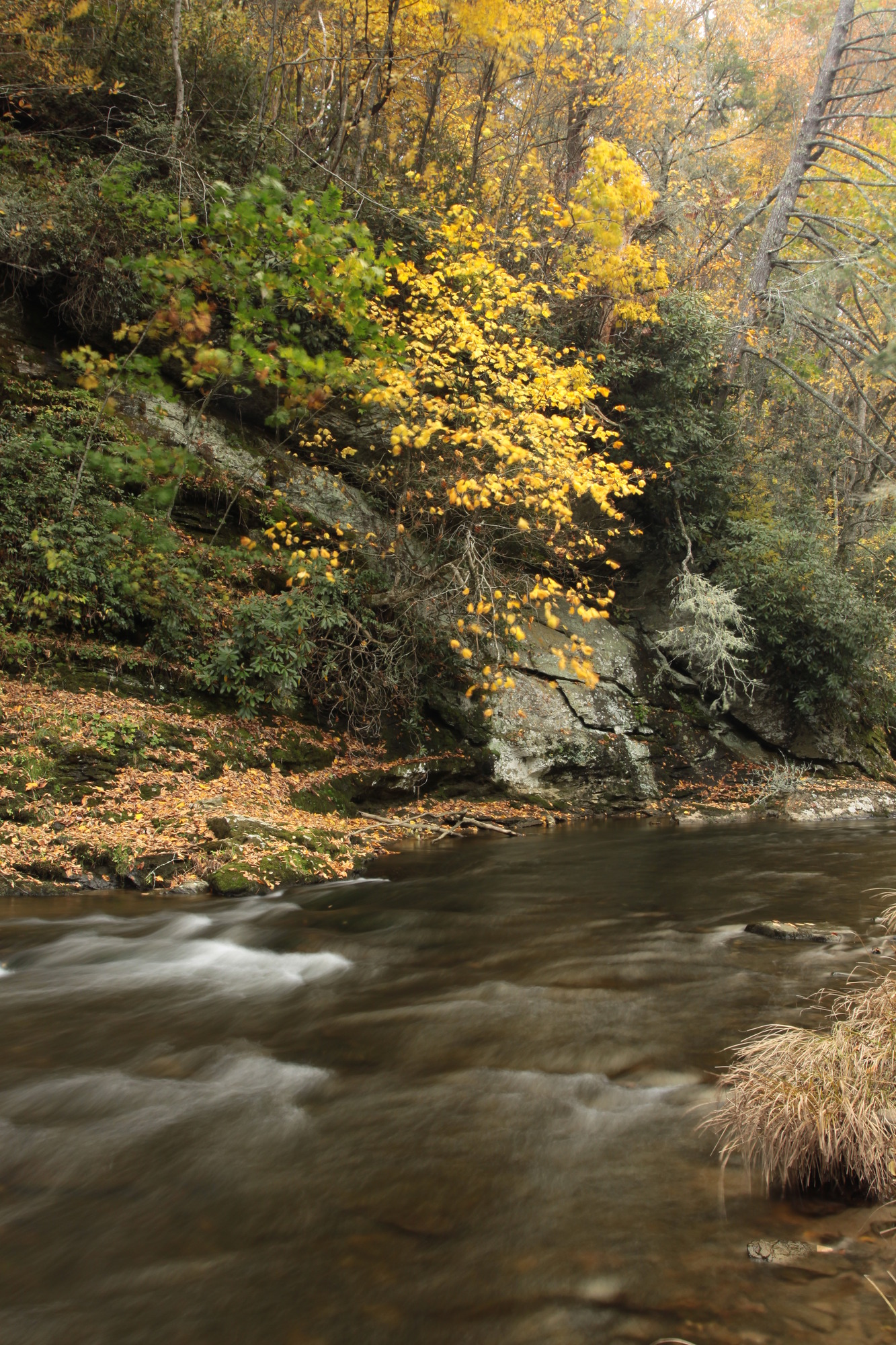 Autumn along the Linville River