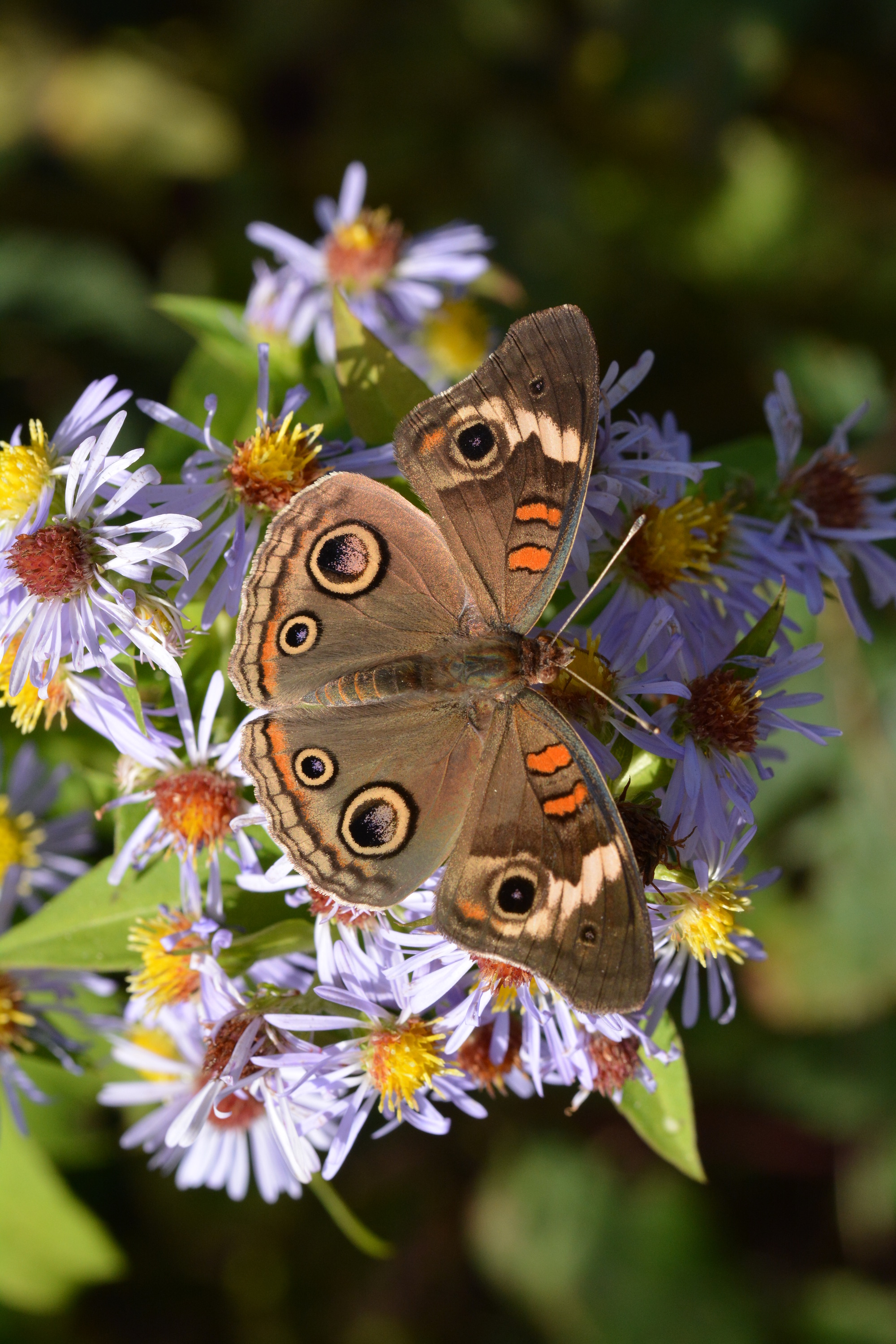 Common buckeye on purple aster