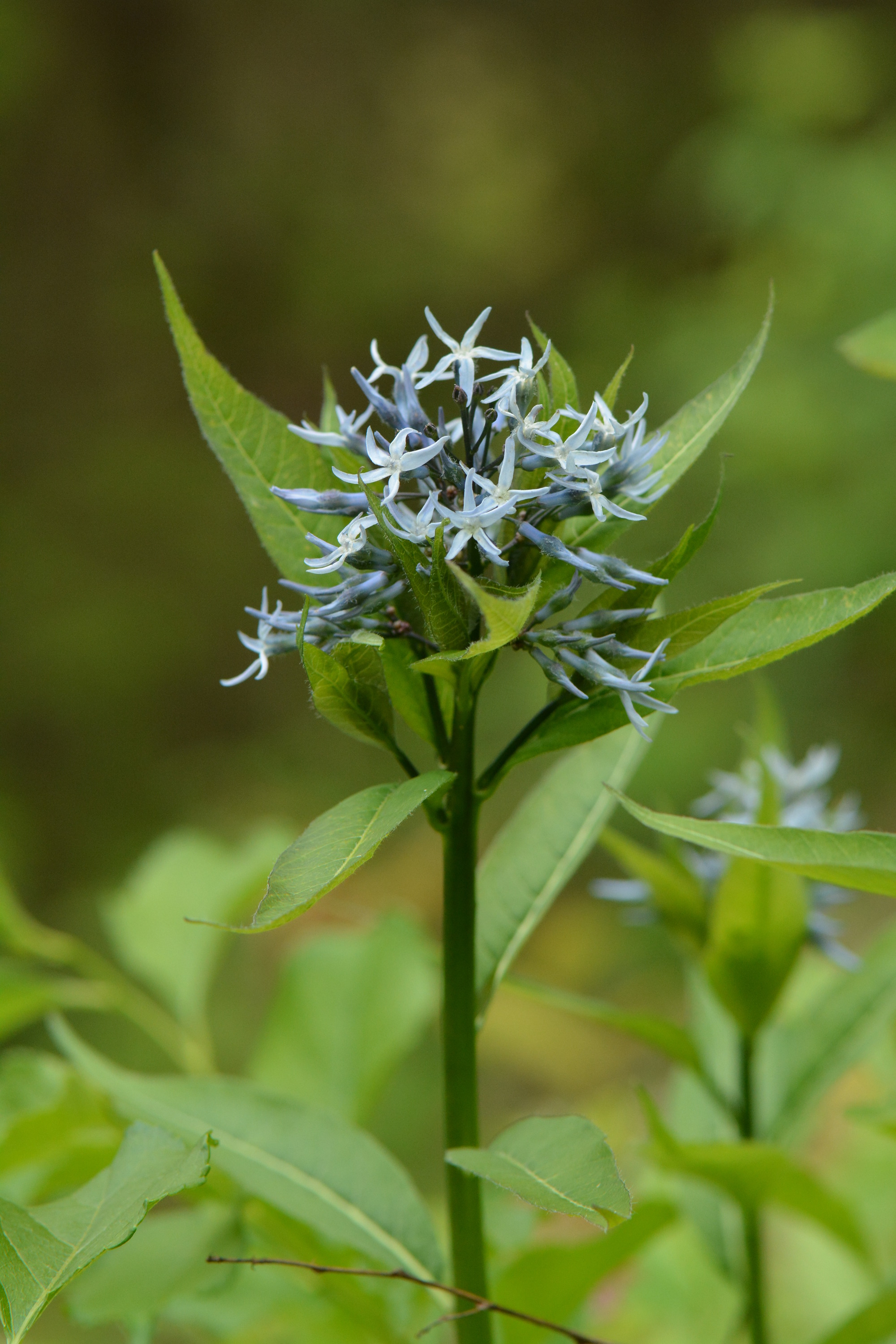 Eastern Bluestar (Amsonia tabernaemontana)