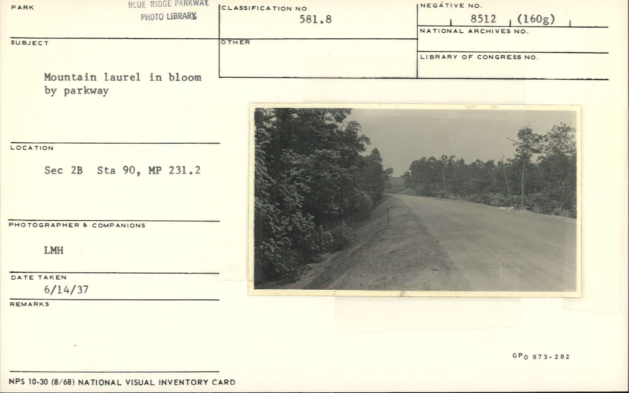Mountain laurel in bloom