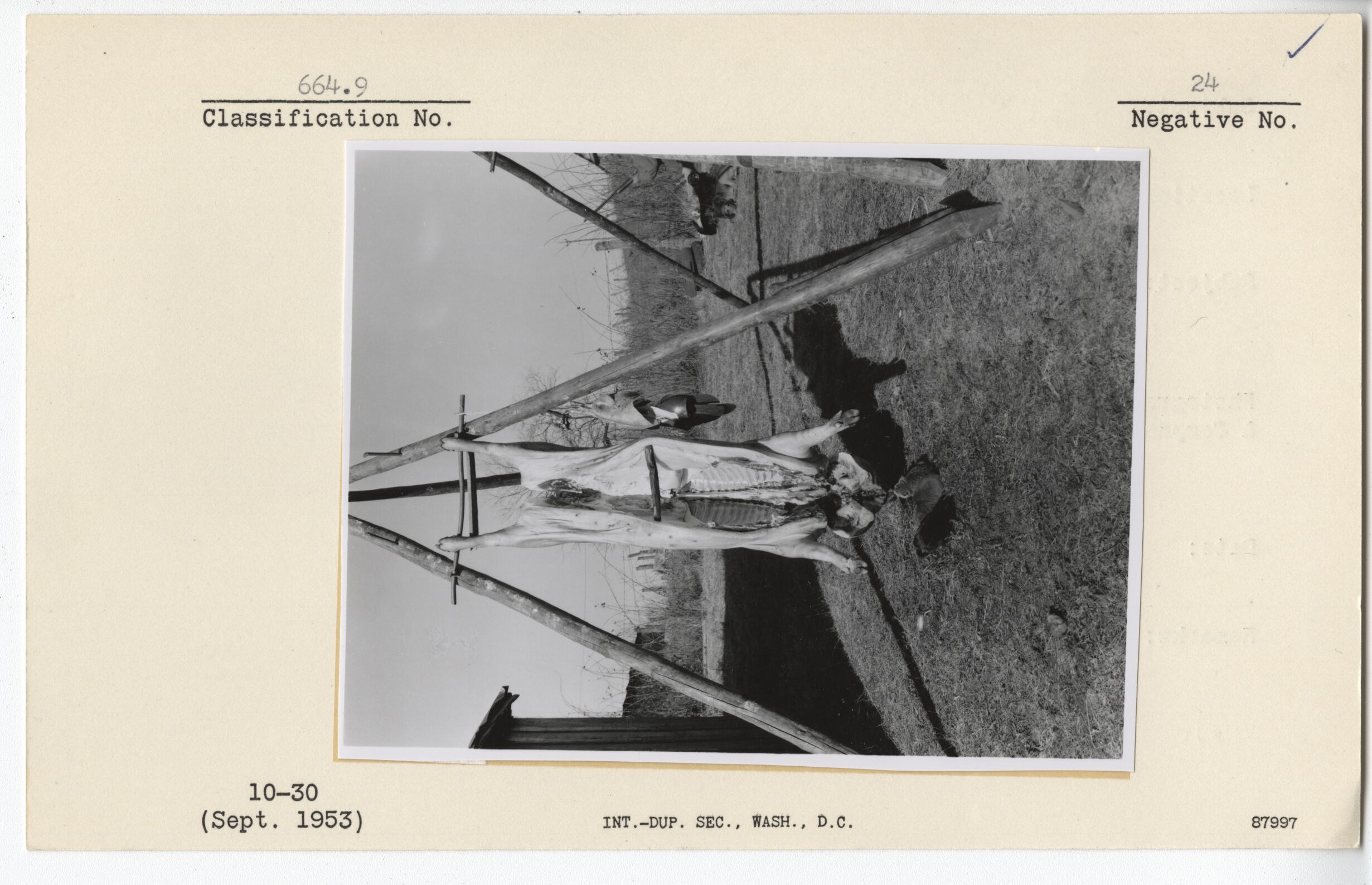 Hog butchering at Muse Farm