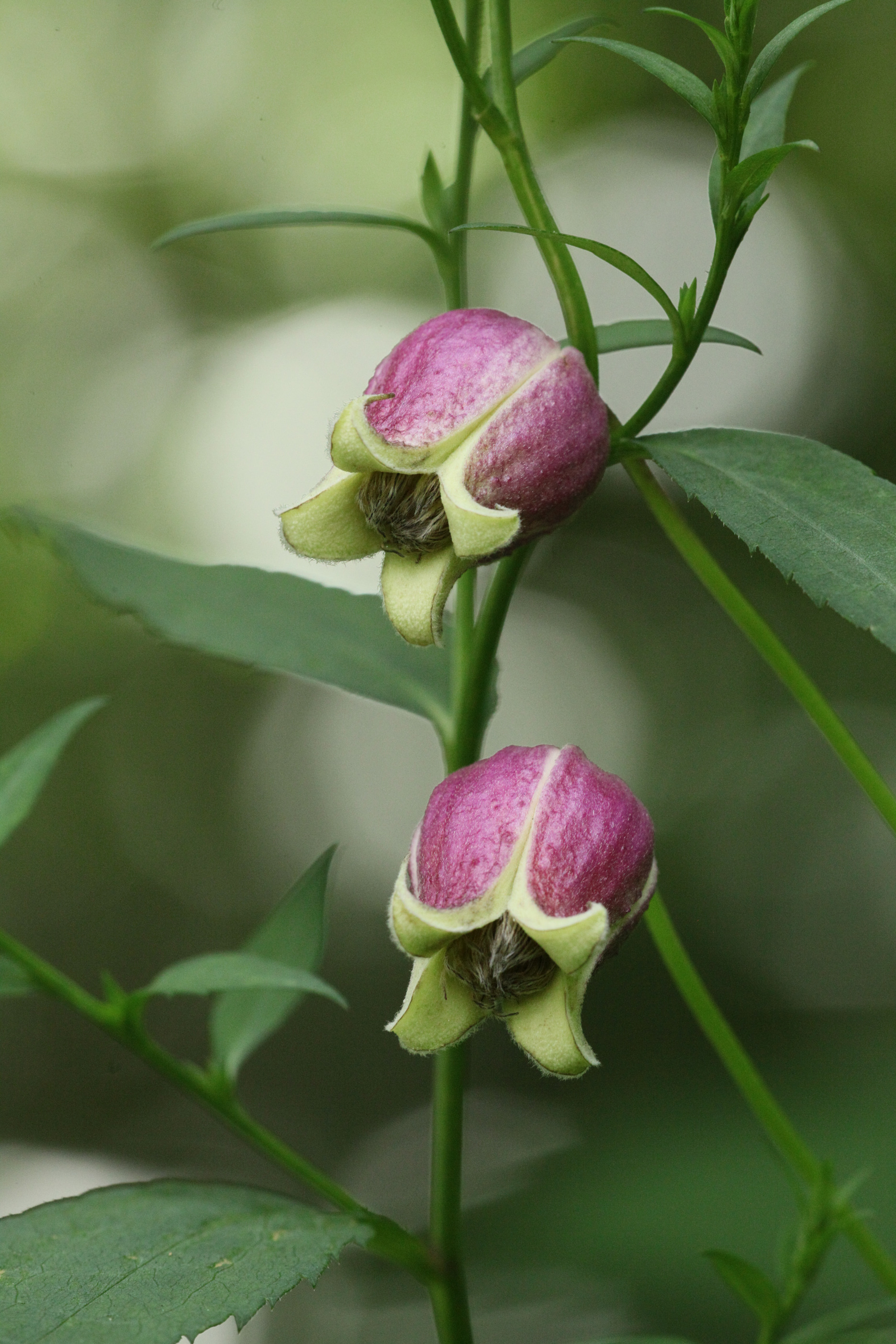 Leatherflower (Clematis pitcheri)