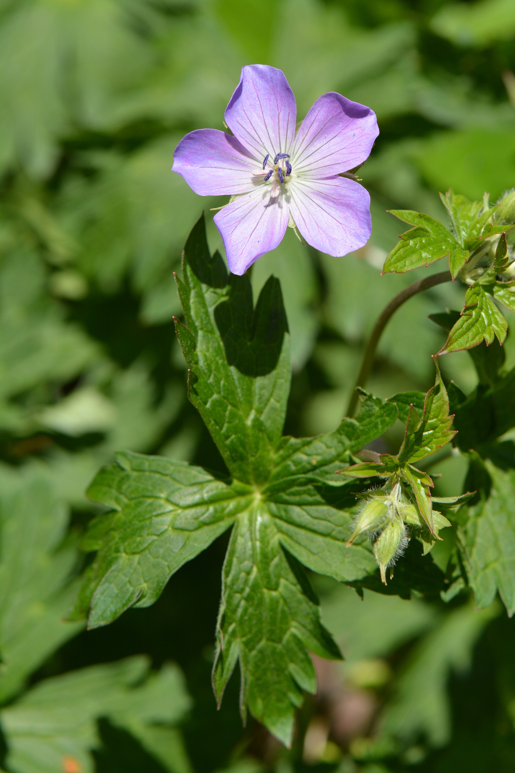 Carolina Geranium (Geranium carolinianum)