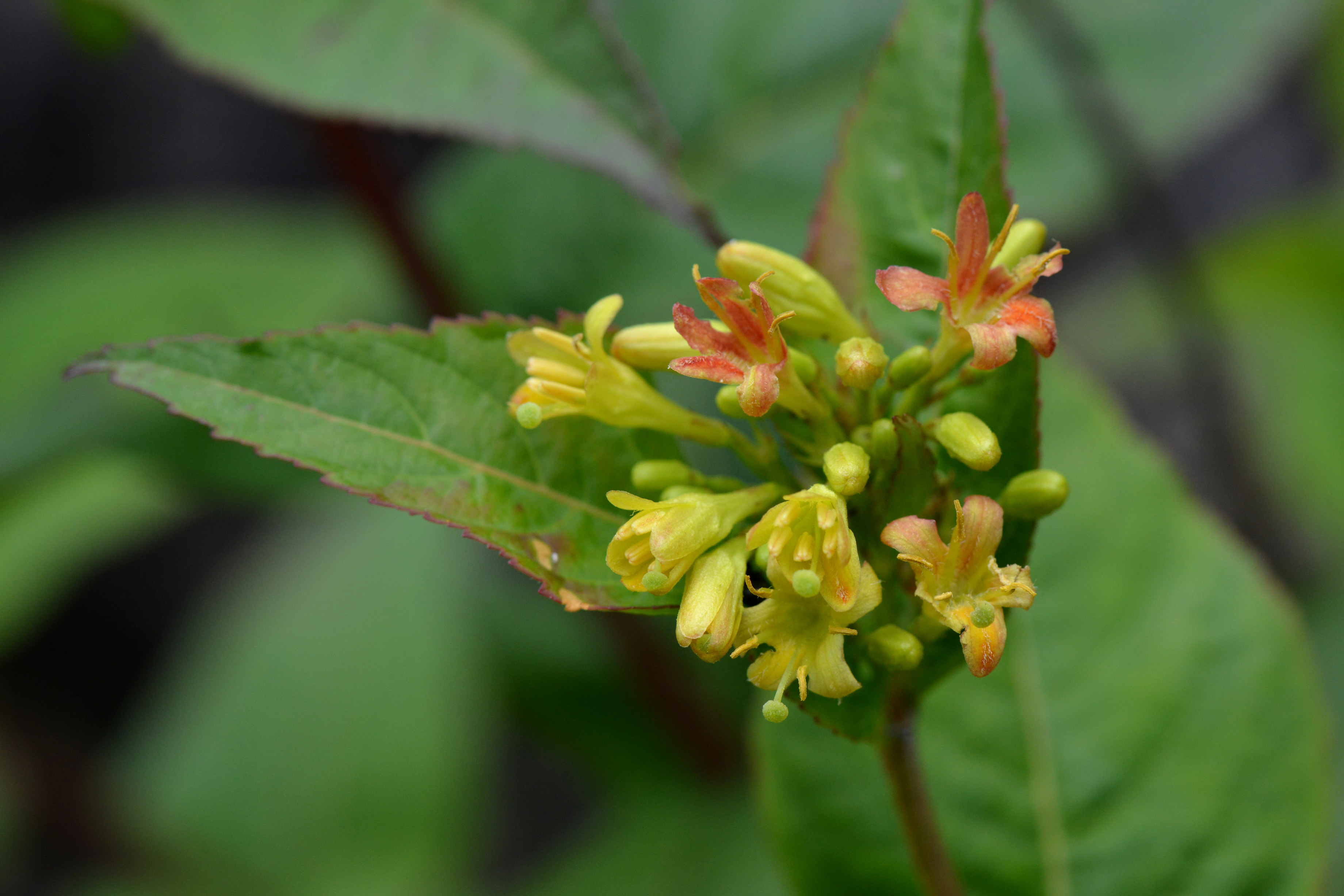 Southern Bush Honeysuckle (Diervilla sessilifolia)