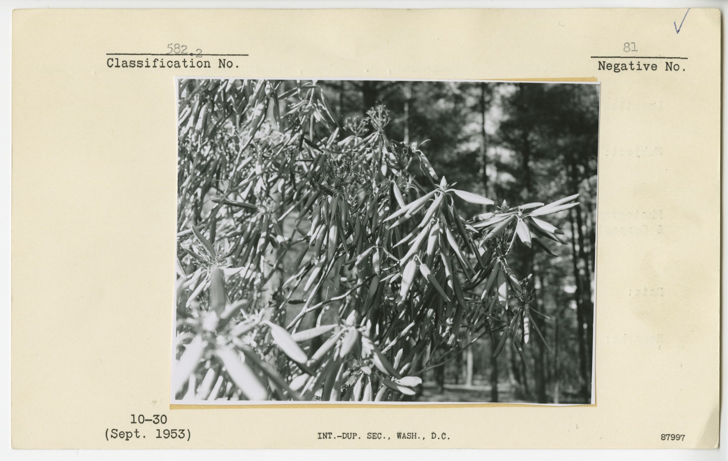 Closeup of Rhododendron, R. maximum, showing buds and rolled up drooping leaves