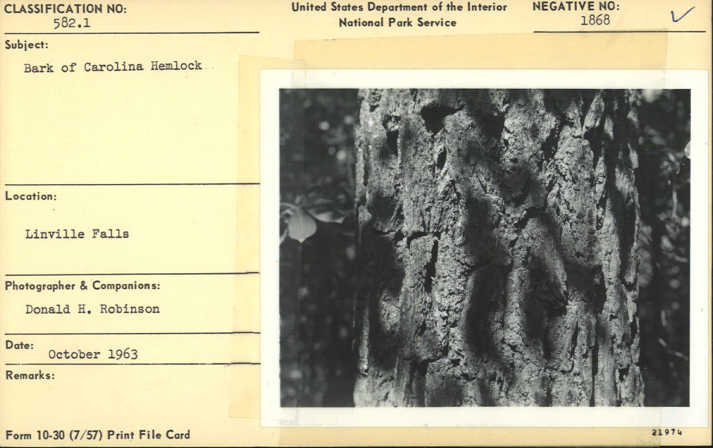 Close up of Carolina Hemlock bark