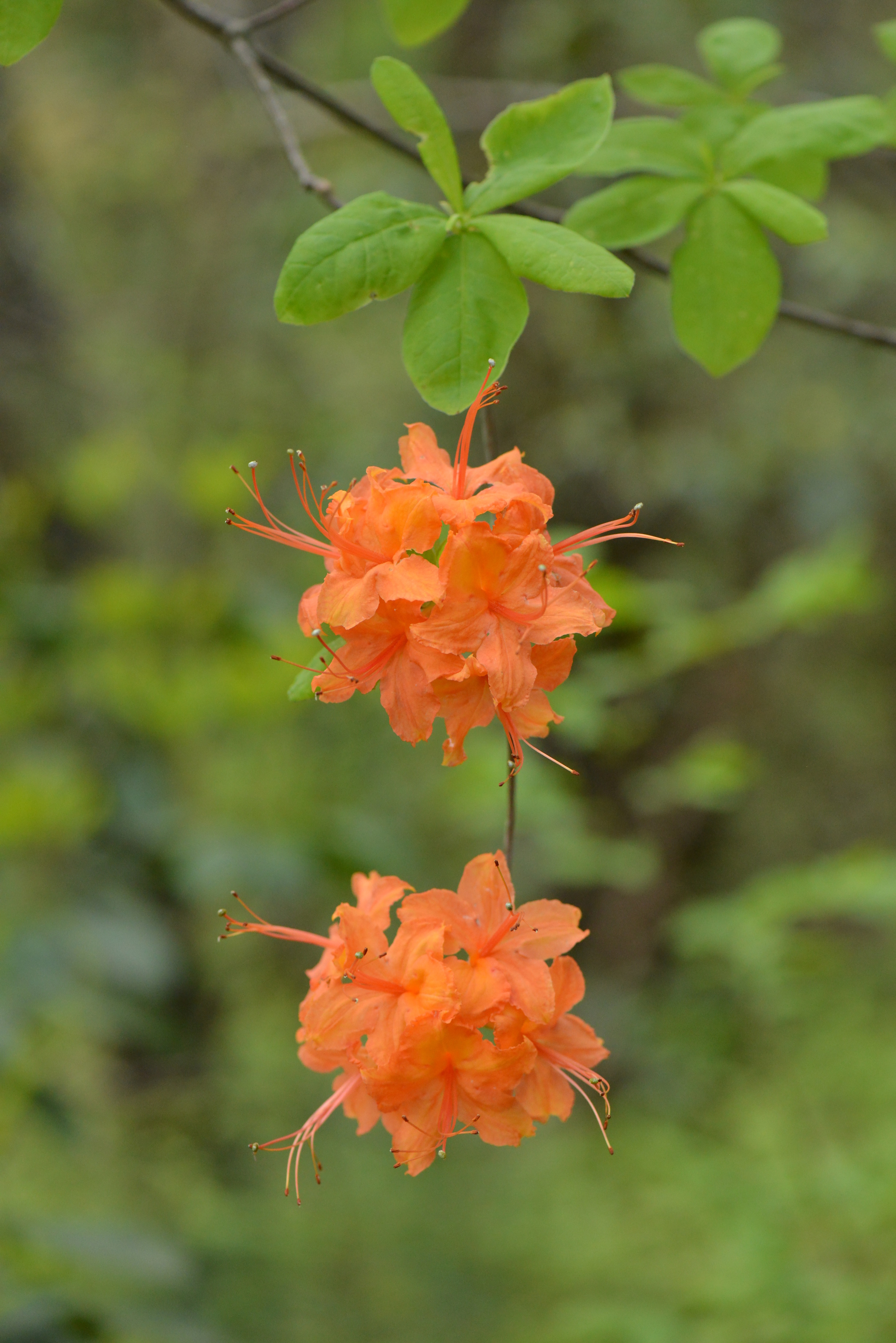 Flame Azalea (Rhododendron calendulaceum)