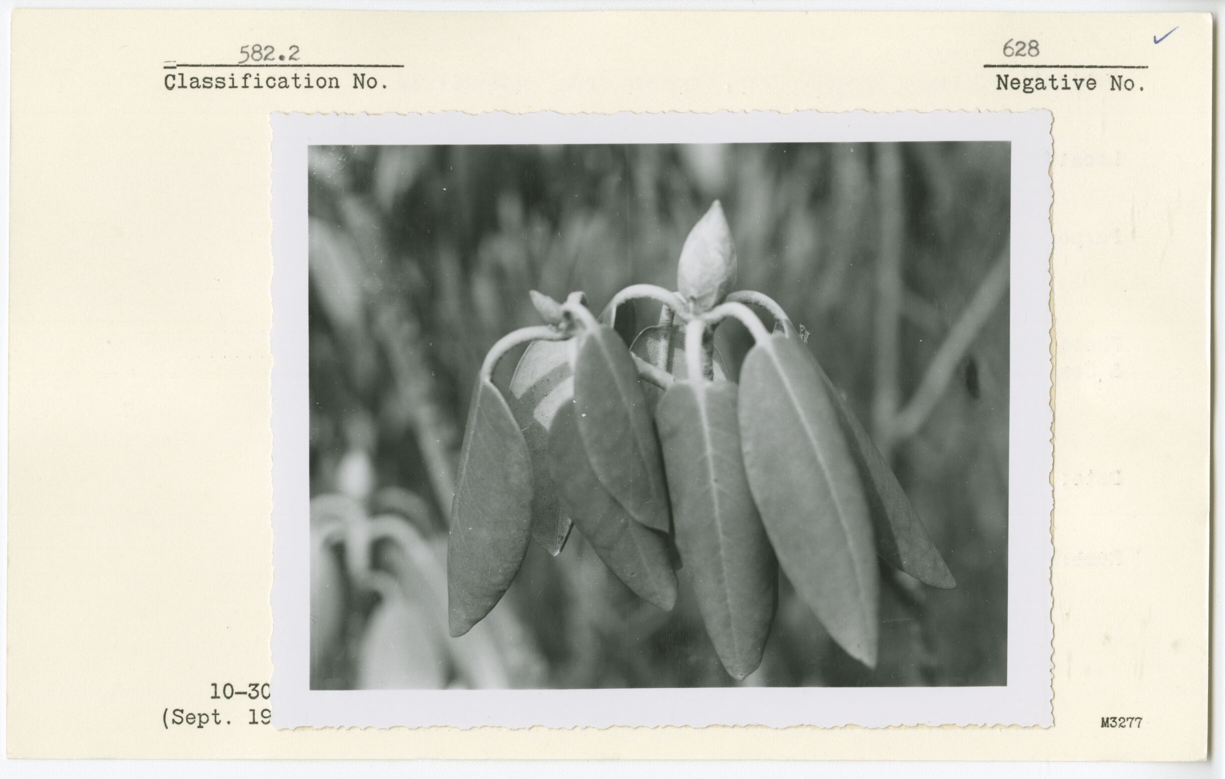 Rhododendron catawbiense (Catawba Rhododendron)