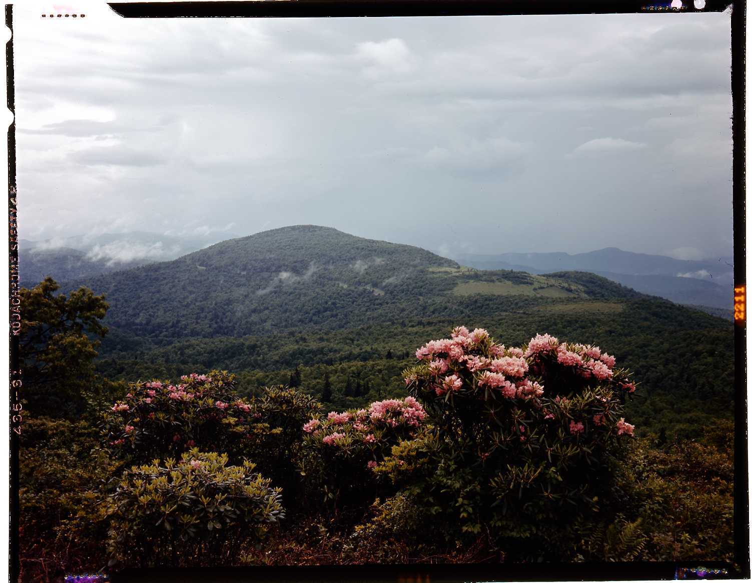Grandfather Mountain with purple rhododendron in bloom