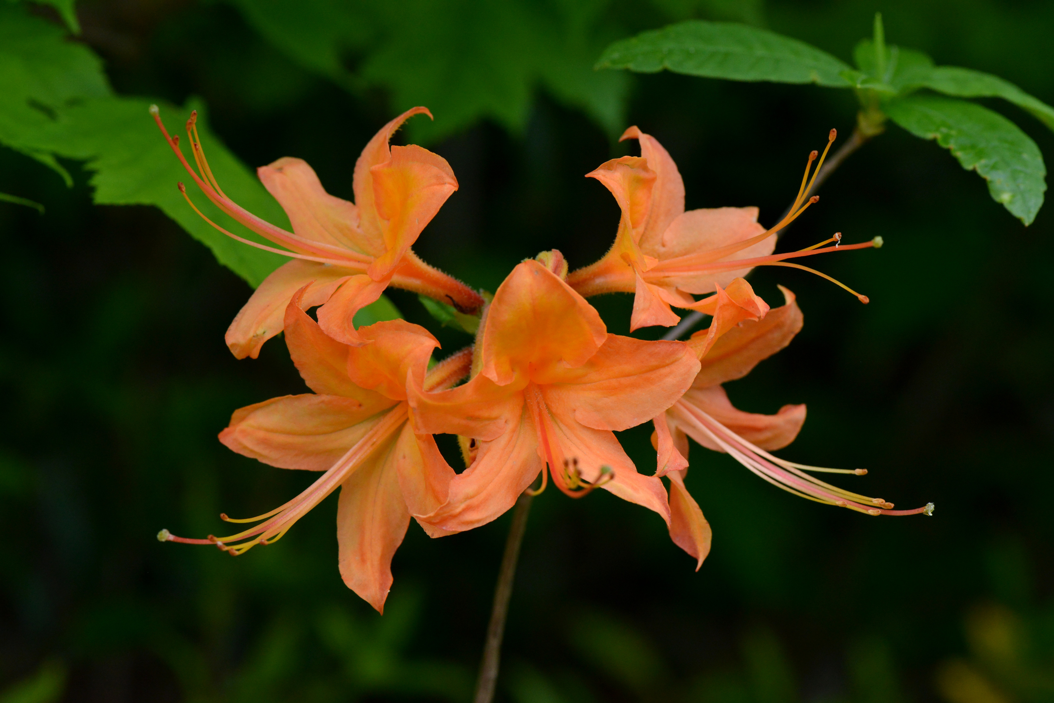 Flame Azalea (Rhododendron calendulaceum)