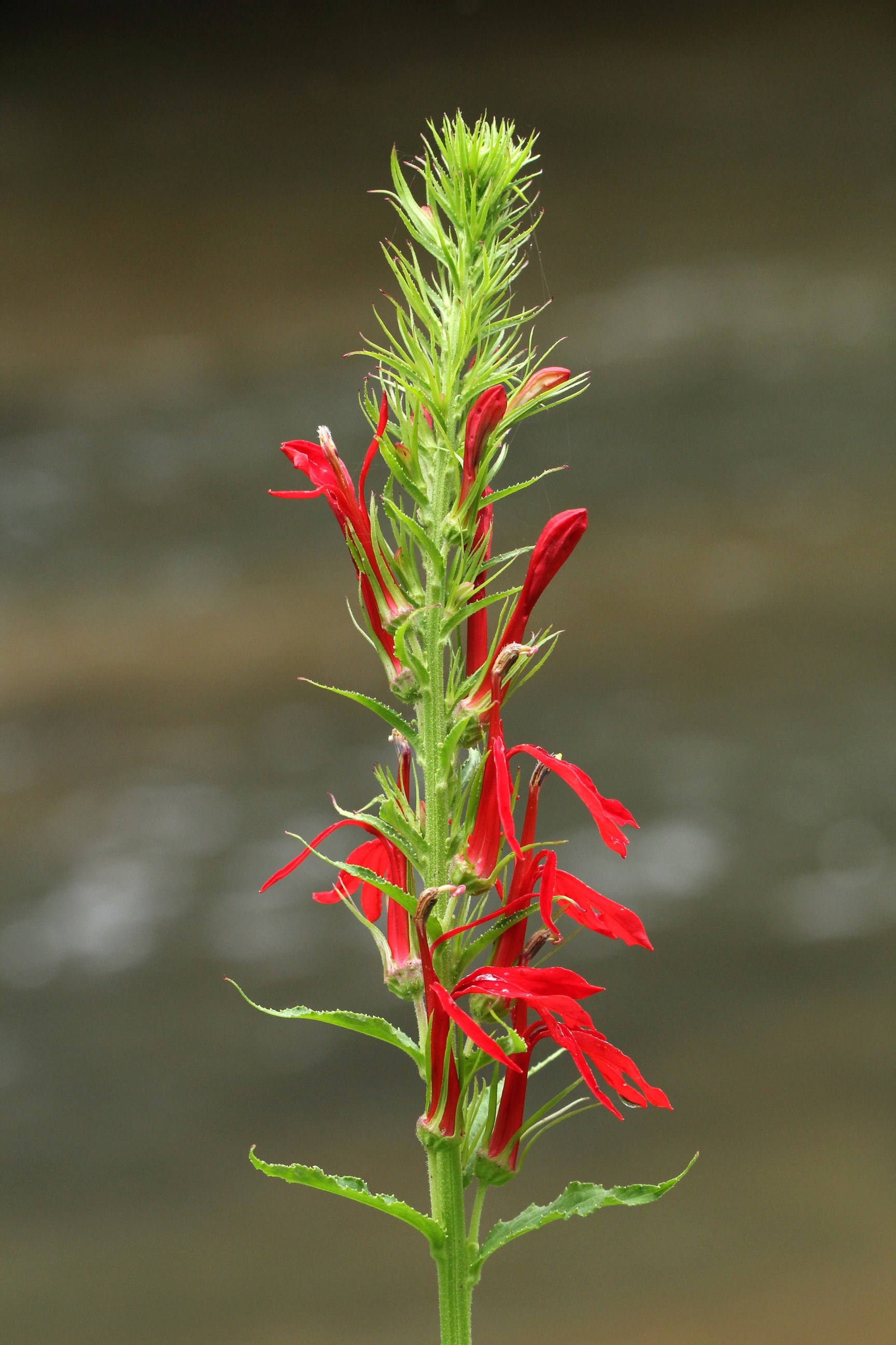 Cardinal Flower (Lobelia cardinalis)