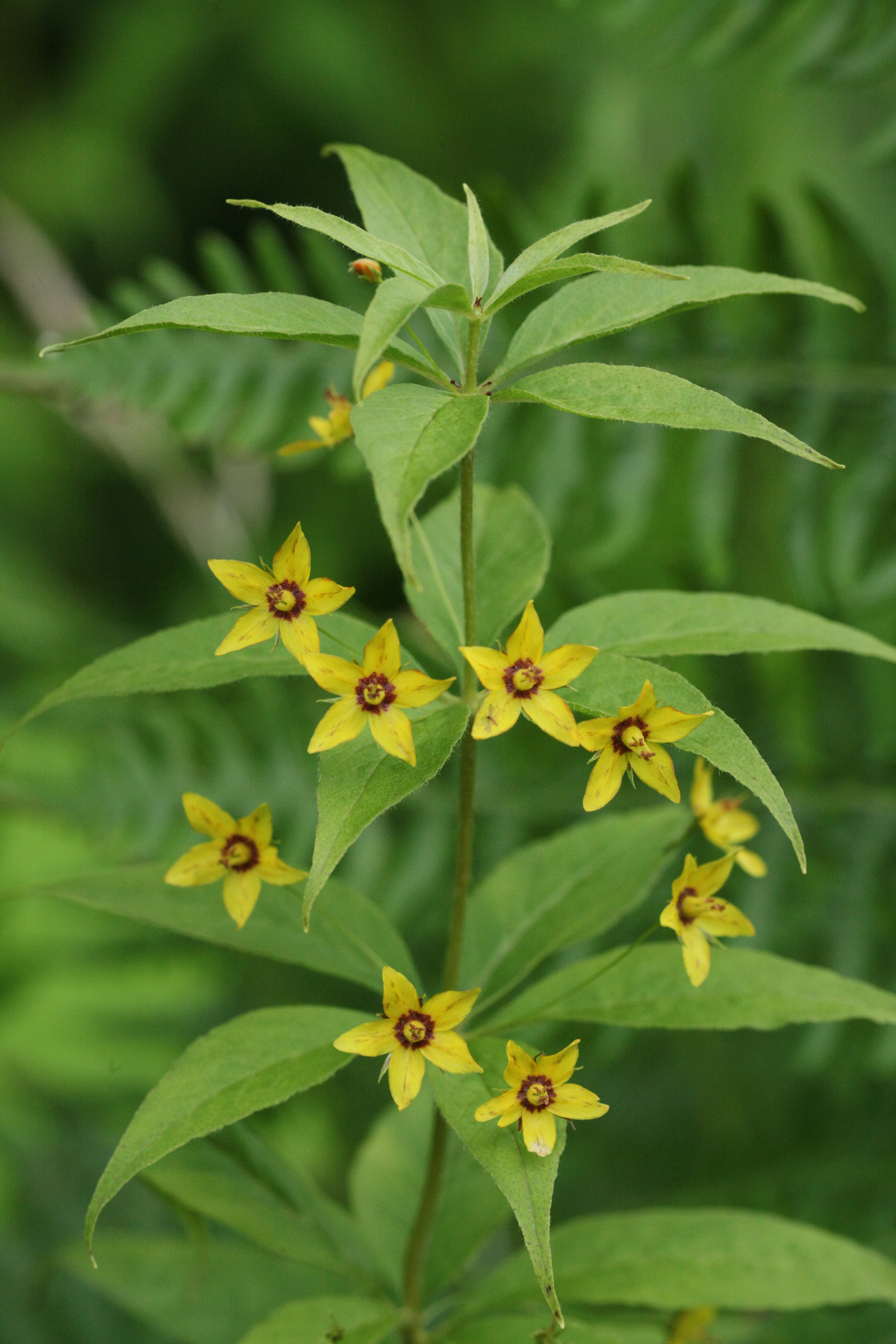 Whorled Loosestrife (Lysimachia quadrifolia)