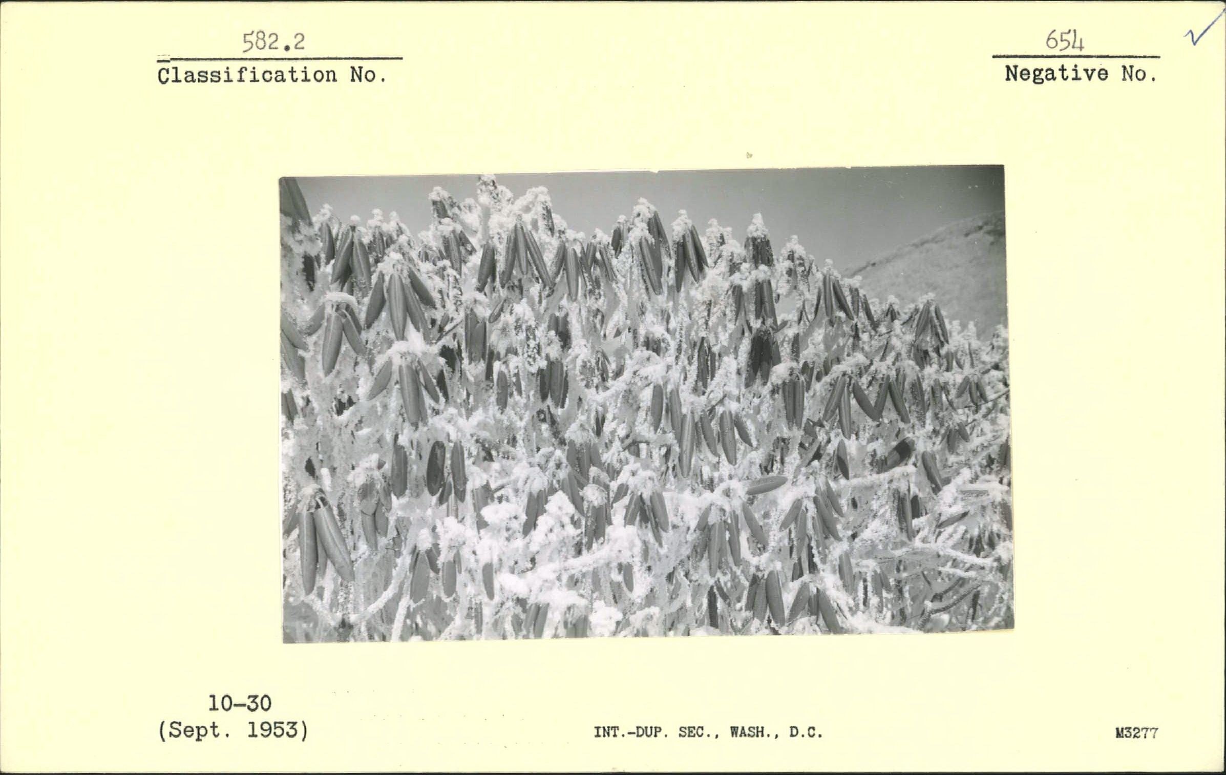 Rhododendron with curled leaves to show cold's effect