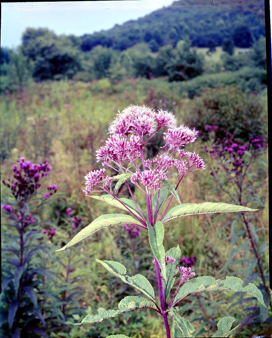 Bluestem Joe Pye Weed (Eupatorium purpurem)