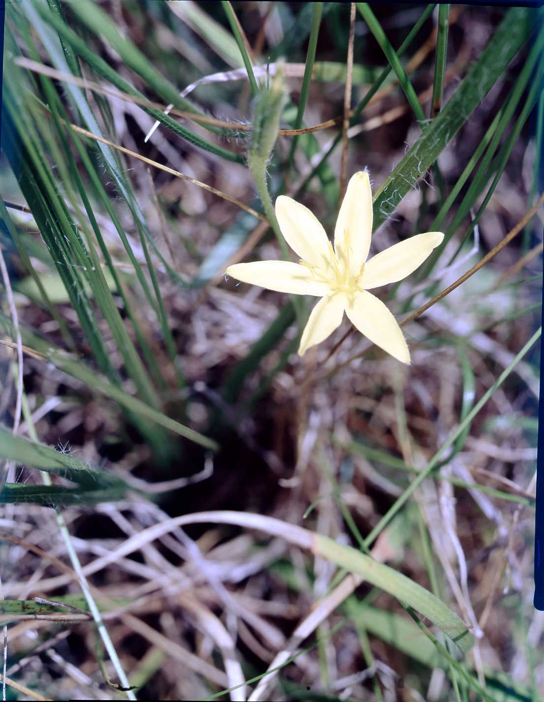 Common Goldstargrass (Hypoxis hirsuta)