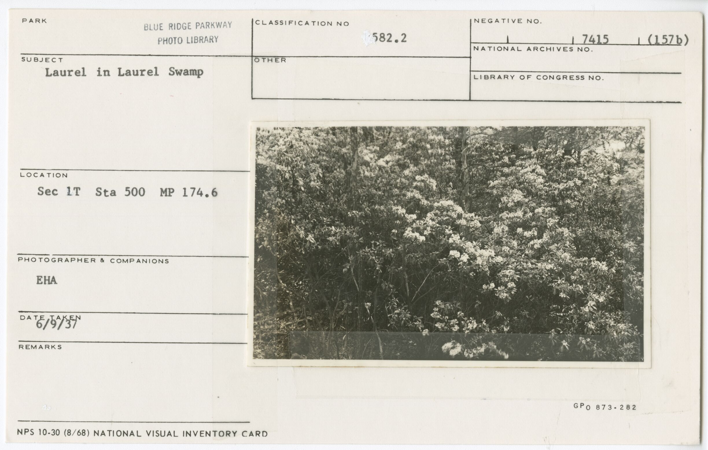 Laurel in Laurel Swamp