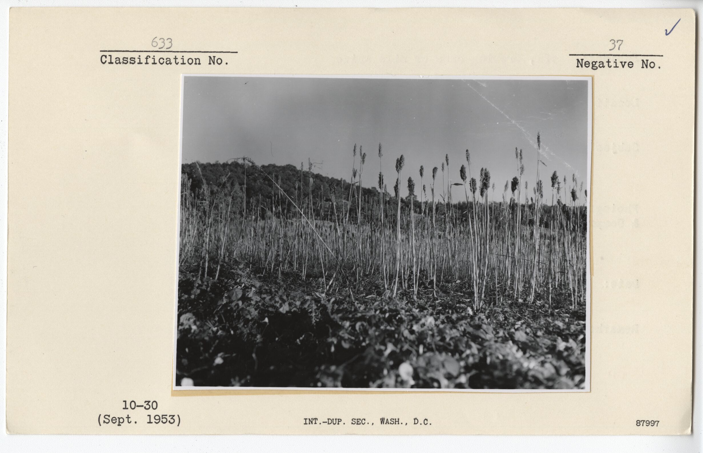 Growing cane or milo maize
