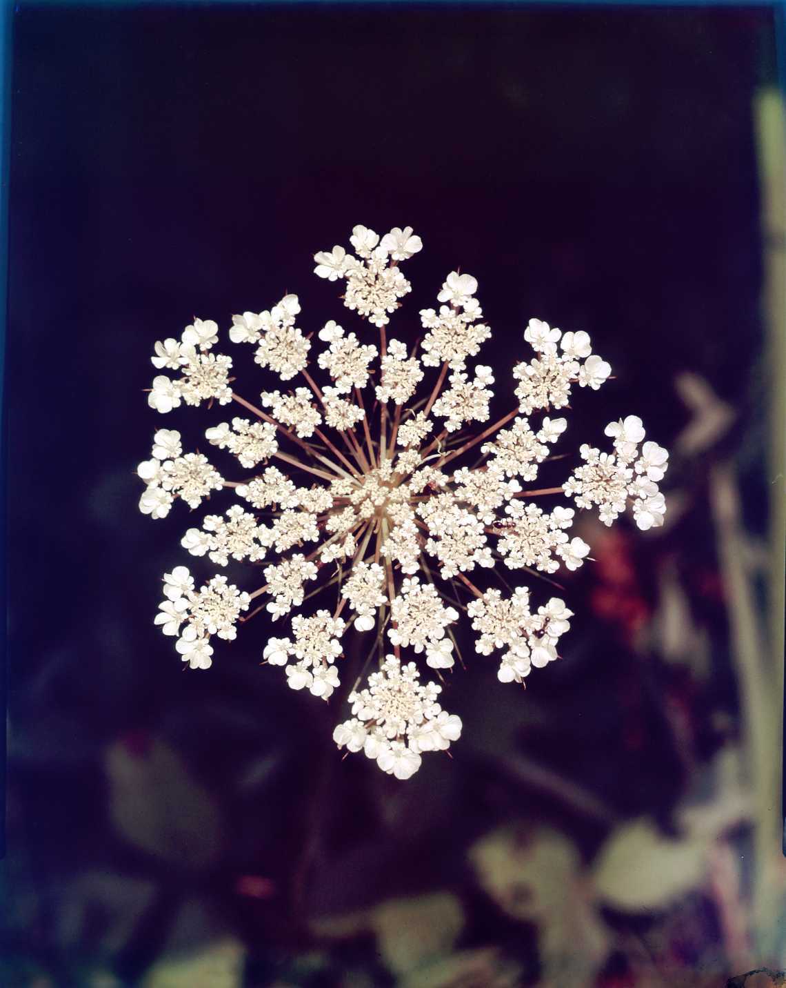 Queen Anne's Lace (Daucus carota)
