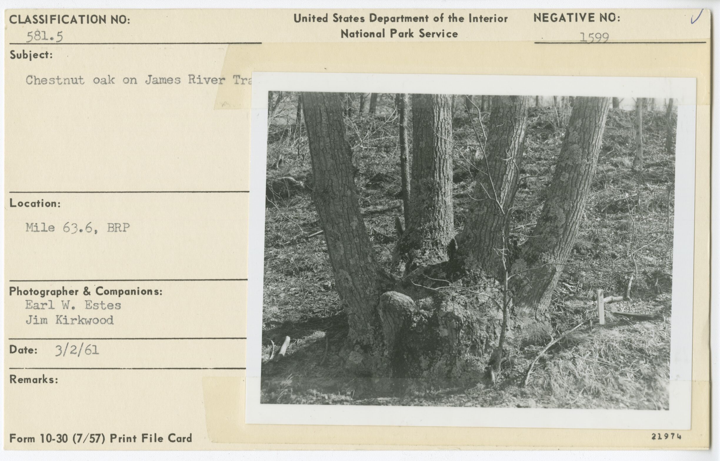 Chestnut oak on James River Trail