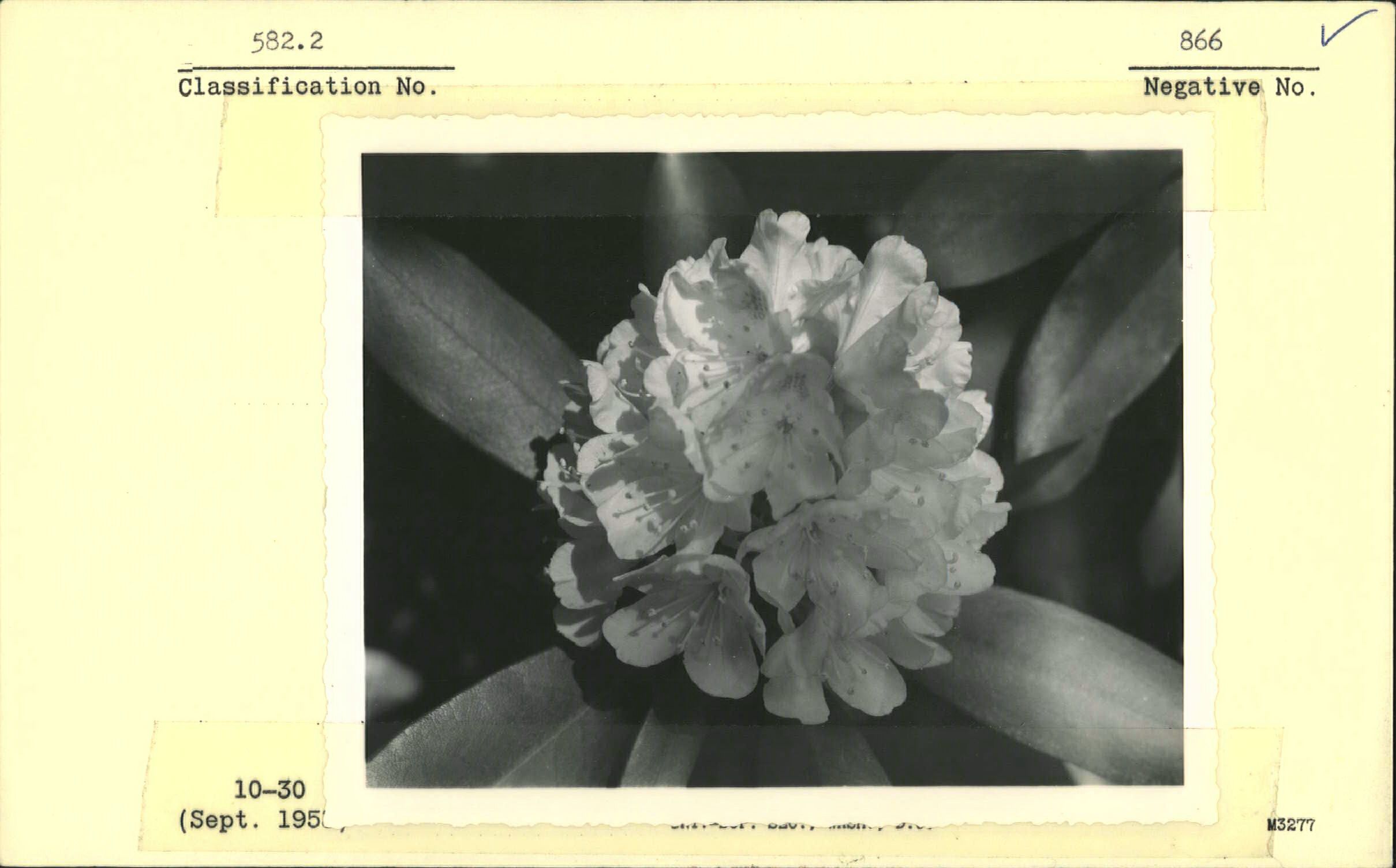 Rosebay Rhododendron