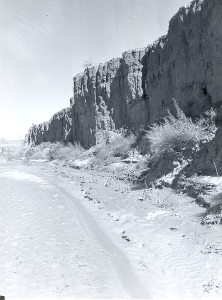 Erosion Control, Willow Cuttings and Rooted Cottonwoods Planting Below Bridge in Chaco Wash