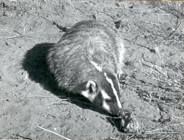American Badger (Taxidea taxus)