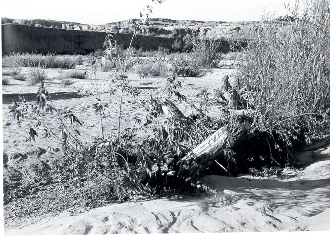 Erosion Control, Progress of Willow Spiders