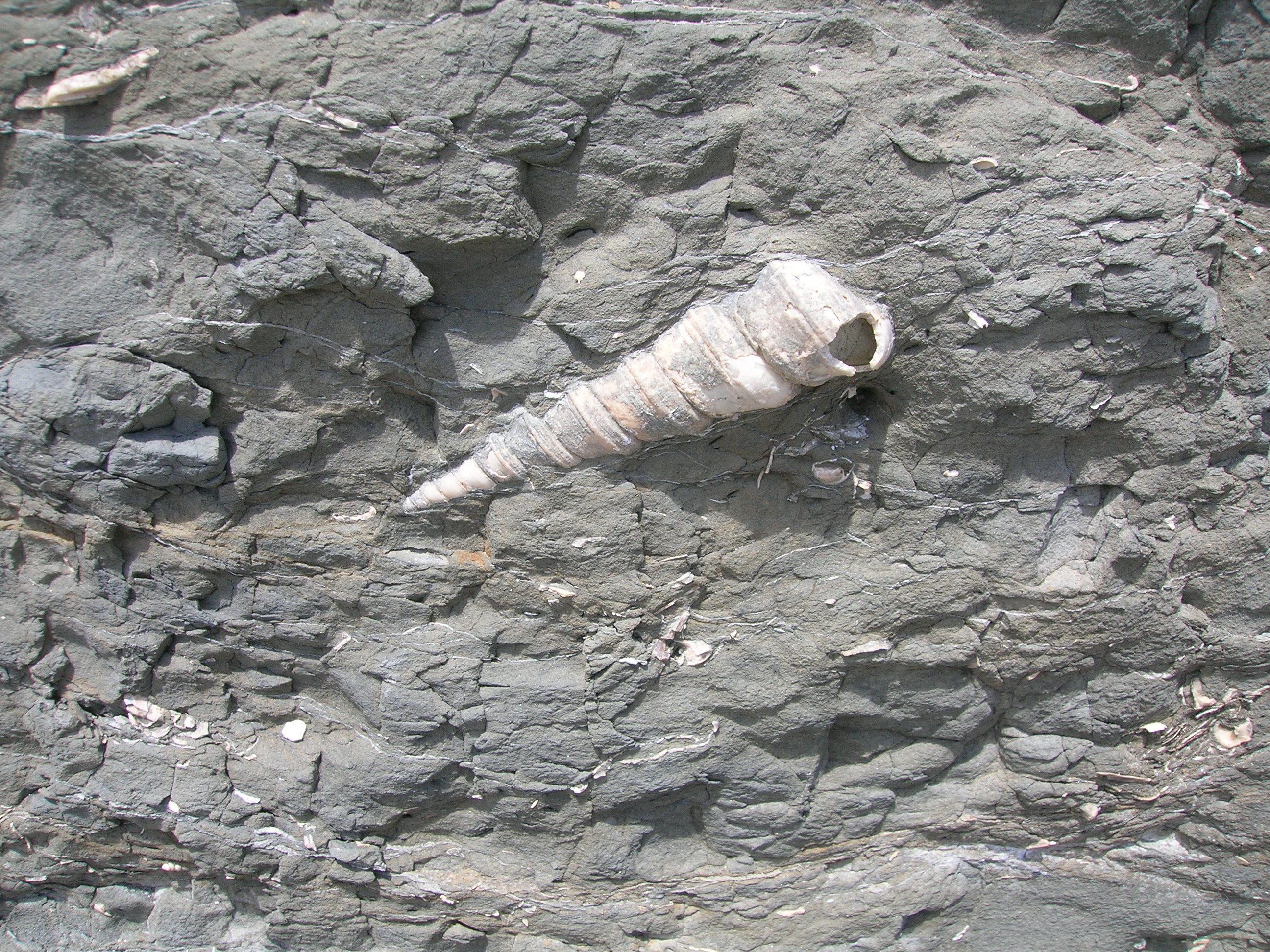 Pectens, Vacqueros Fm.