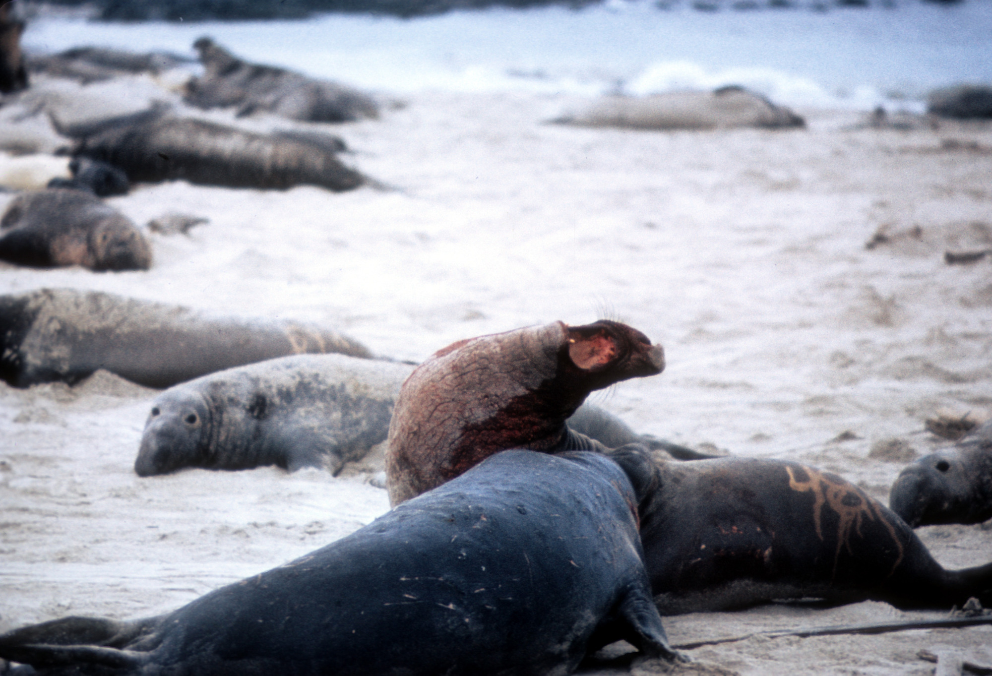 Northern Elephant Seal Bulls Fighting