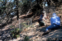 Bishop Pine Screening Project