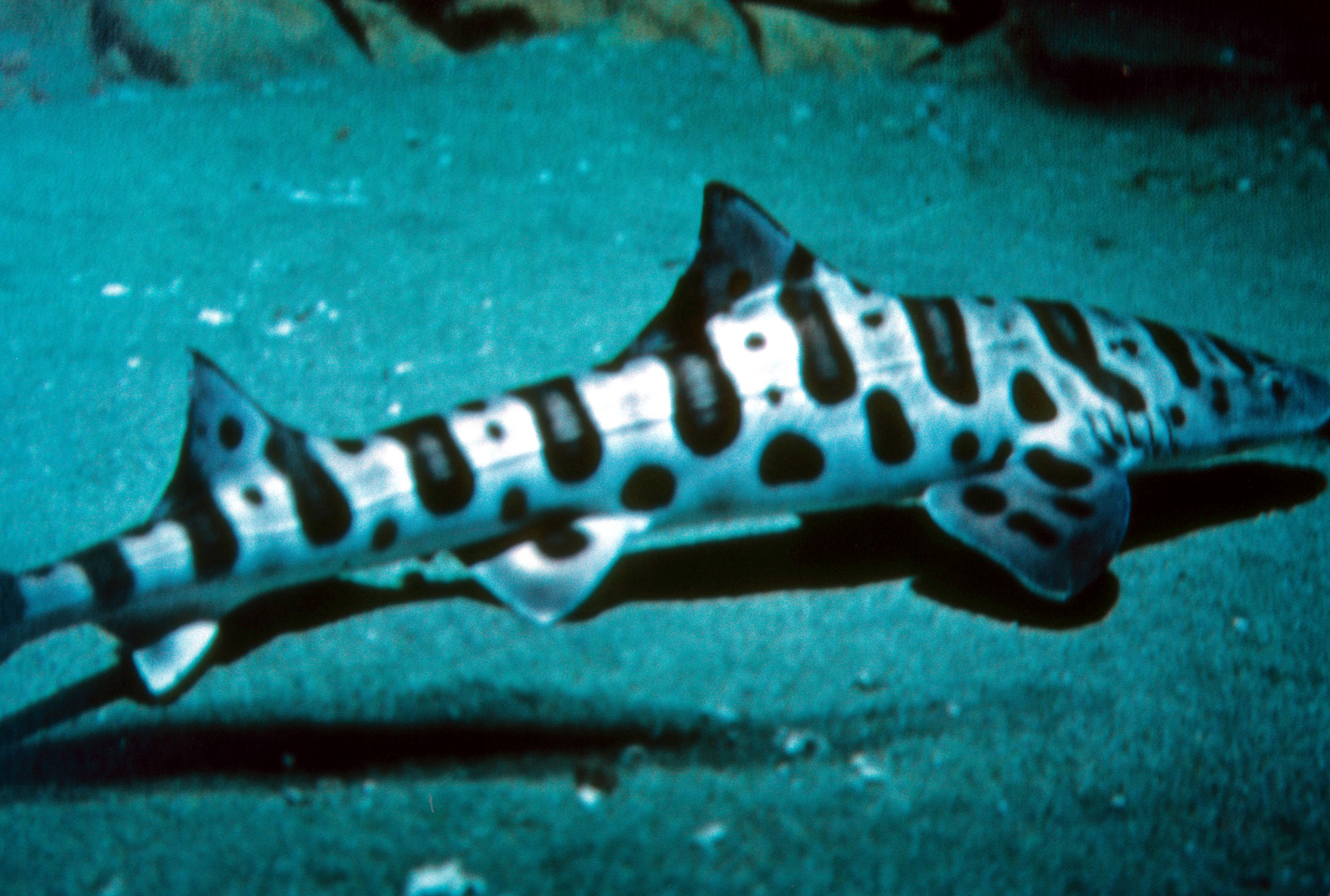 Leopard Shark