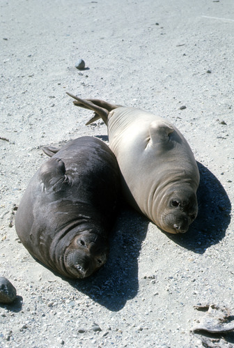 Northern Elephant Seal, Females
